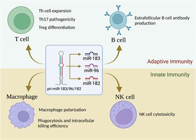 MicroRNA-183/96/182 cluster in immunity and autoimmunity